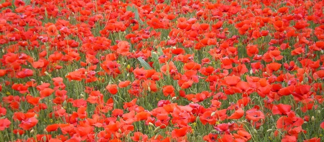 coquelicots 640X280 coquelicots 640X280